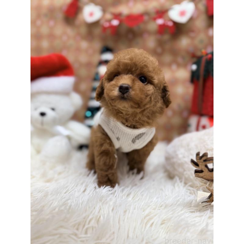 成約済の山形県のトイプードル-424118の3枚目