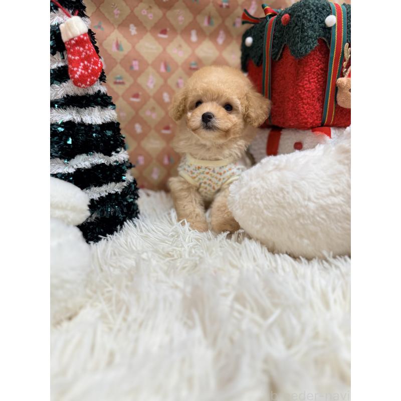 成約済の山形県のトイプードル-424119の3枚目