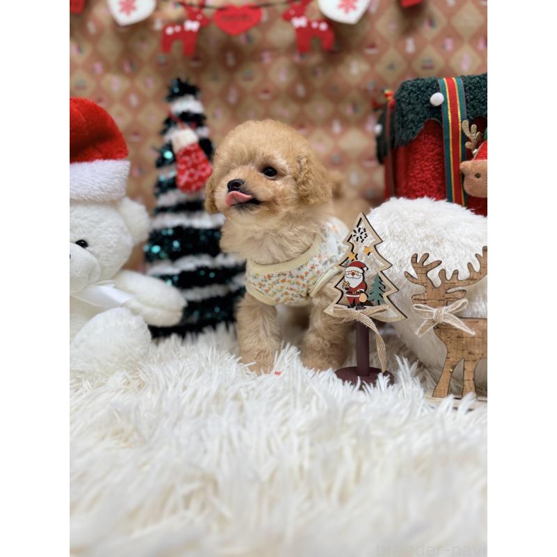 成約済の山形県のトイプードル-424119の2枚目