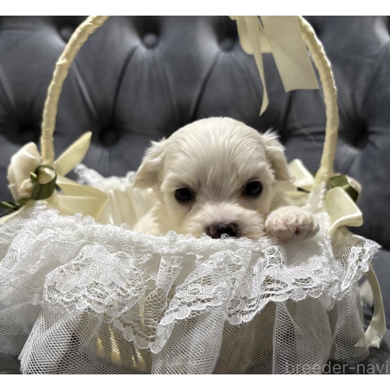 販売中の鹿児島県のミックス犬-434285の10枚目