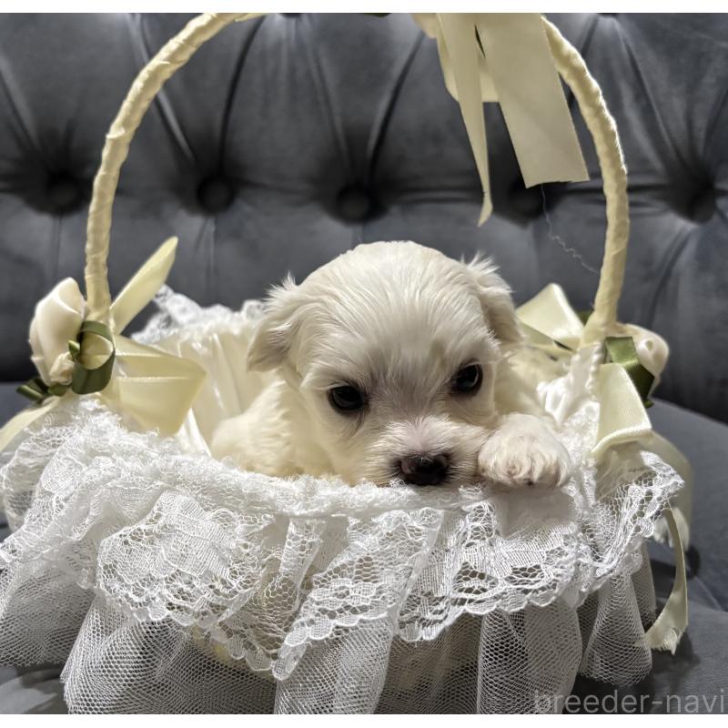 販売中の鹿児島県のミックス犬-434285の9枚目