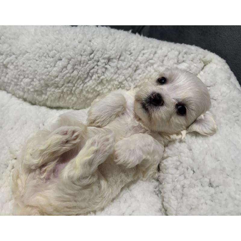 販売中の鹿児島県のミックス犬-434285の8枚目