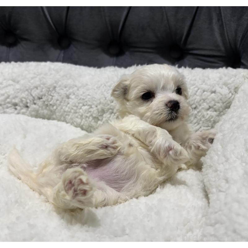 販売中の鹿児島県のミックス犬-434285の7枚目