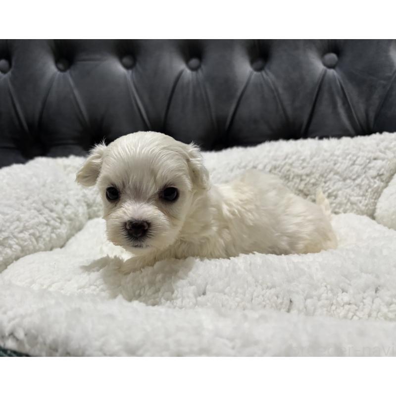 販売中の鹿児島県のミックス犬-434285の6枚目