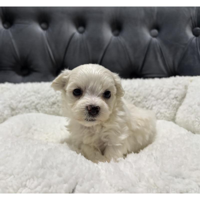 販売中の鹿児島県のミックス犬-434285の5枚目