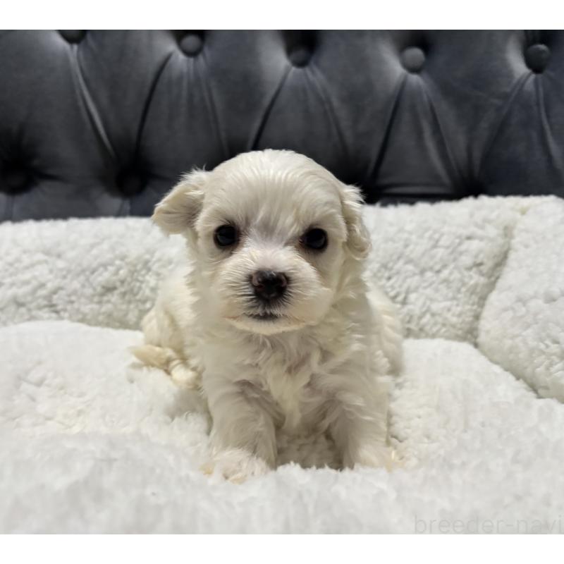 販売中の鹿児島県のミックス犬-434285の4枚目