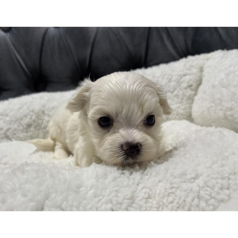 販売中の鹿児島県のミックス犬-434285の3枚目