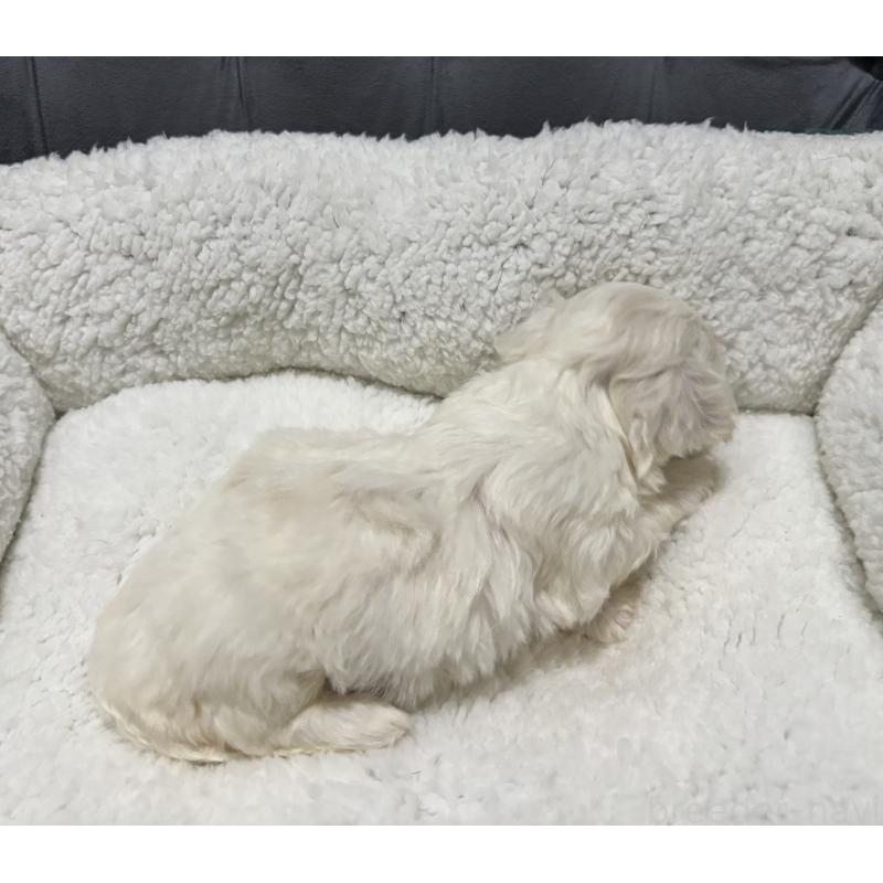 販売中の鹿児島県のミックス犬-434285の2枚目