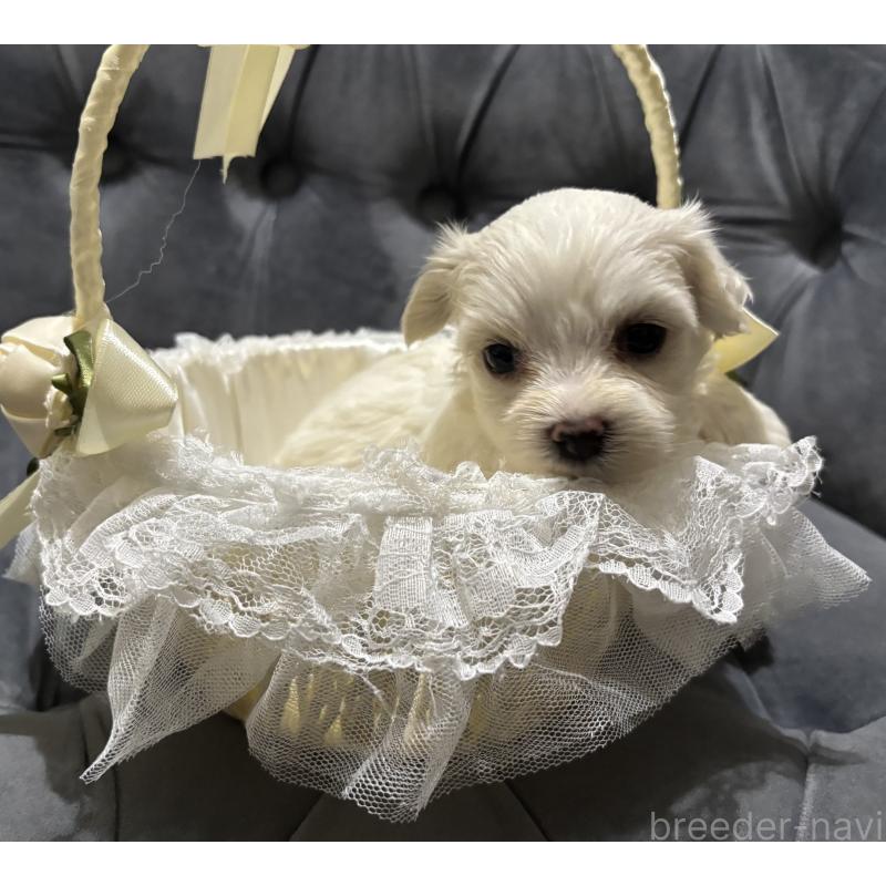 販売中の鹿児島県のミックス犬-434286の9枚目