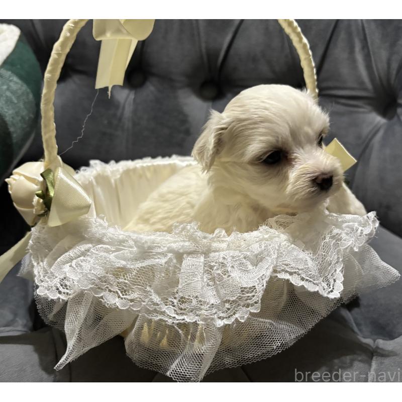 販売中の鹿児島県のミックス犬-434286の8枚目