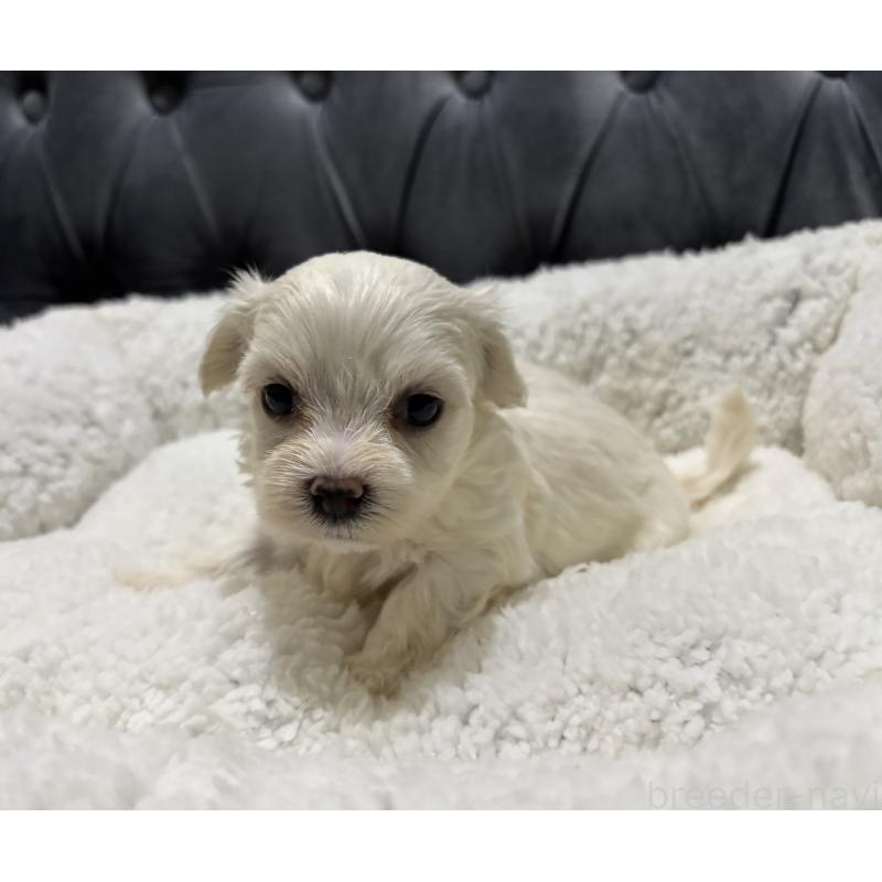 販売中の鹿児島県のミックス犬-434286の7枚目