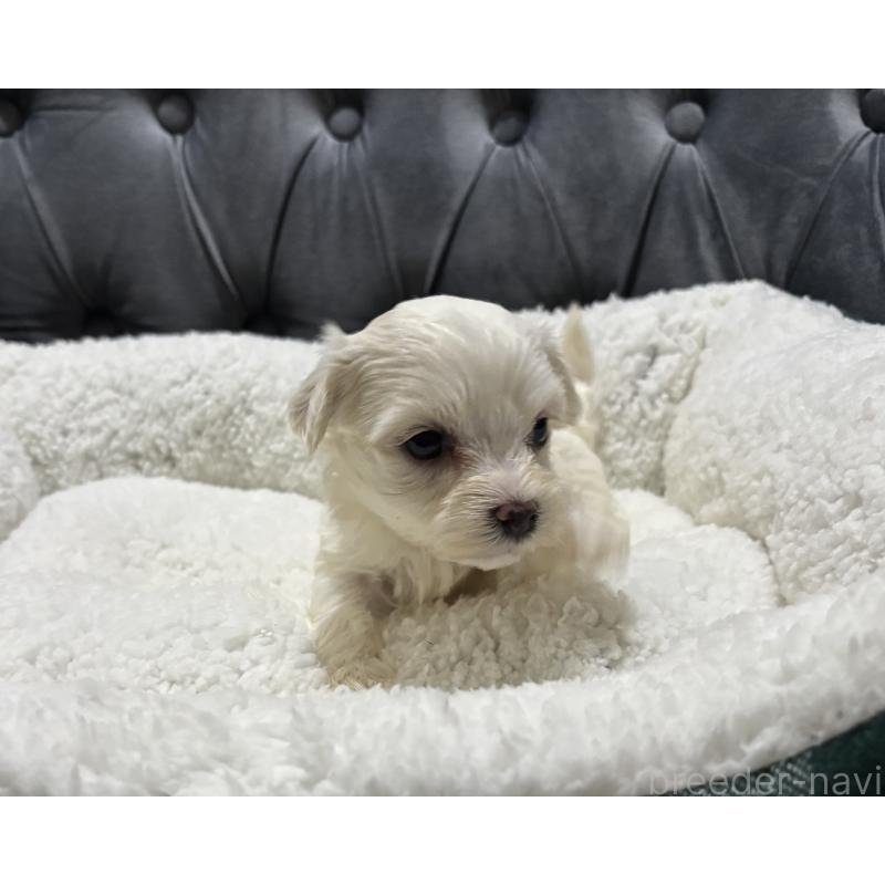 販売中の鹿児島県のミックス犬-434286の6枚目