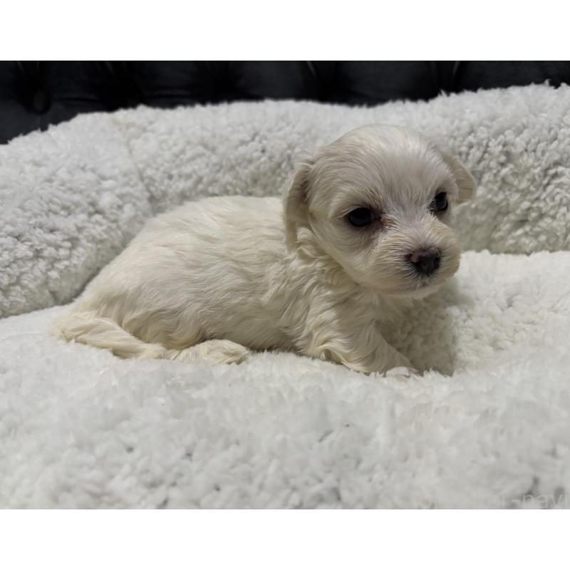 販売中の鹿児島県のミックス犬-434286の5枚目