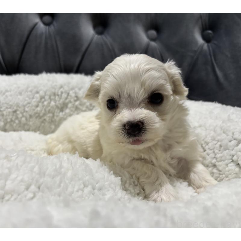 販売中の鹿児島県のミックス犬-434286の4枚目