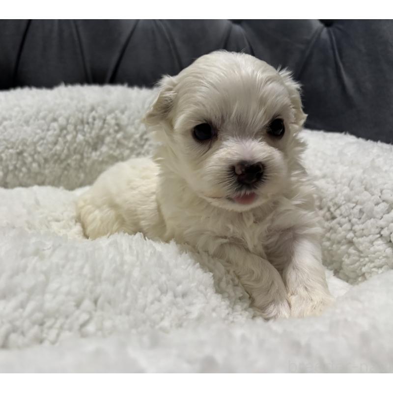 販売中の鹿児島県のミックス犬-434286の3枚目