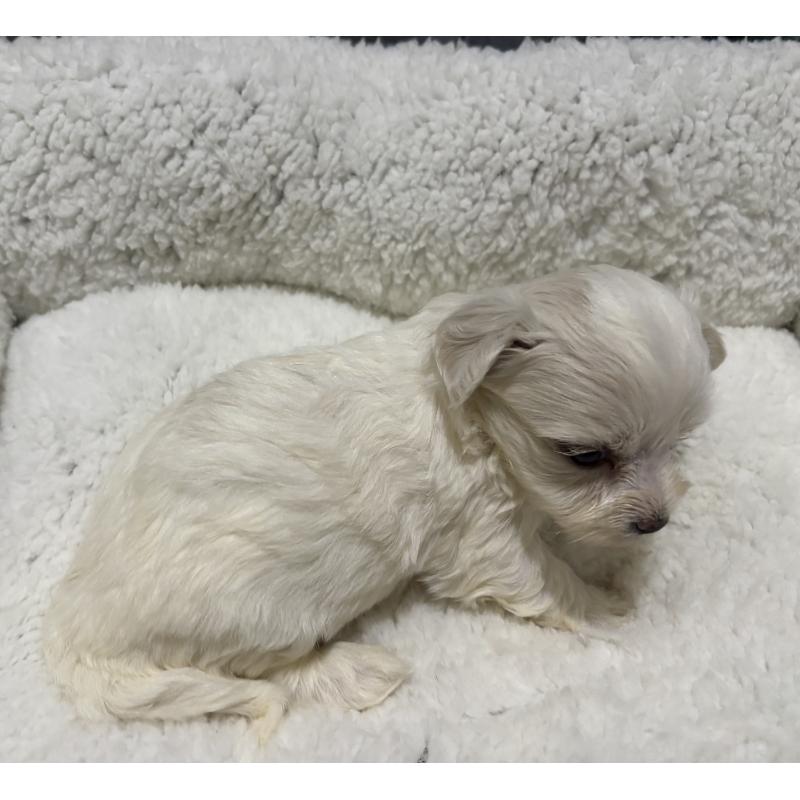 販売中の鹿児島県のミックス犬-434286の2枚目