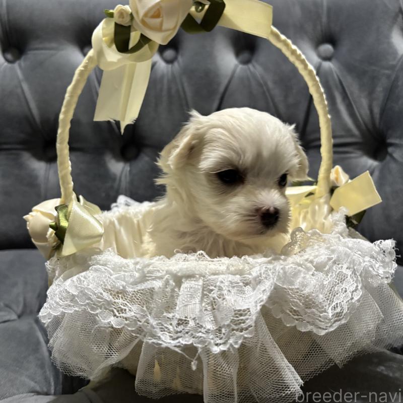 販売中の鹿児島県のミックス犬-434287の10枚目