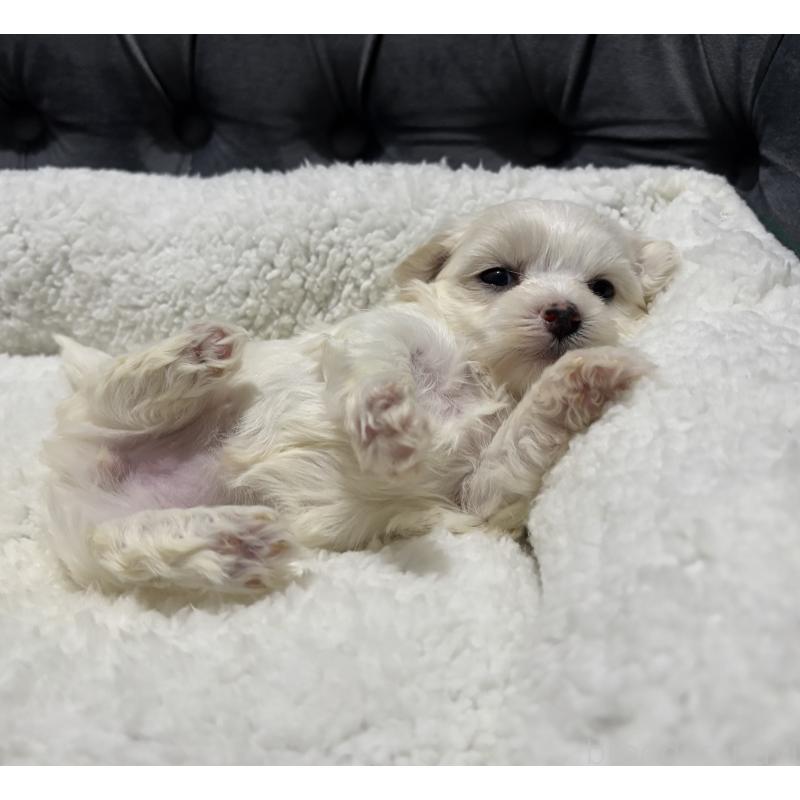 販売中の鹿児島県のミックス犬-434287の9枚目