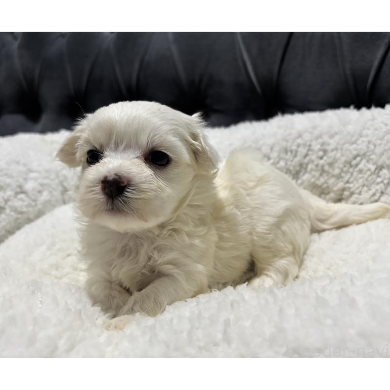 販売中の鹿児島県のミックス犬-434287の8枚目