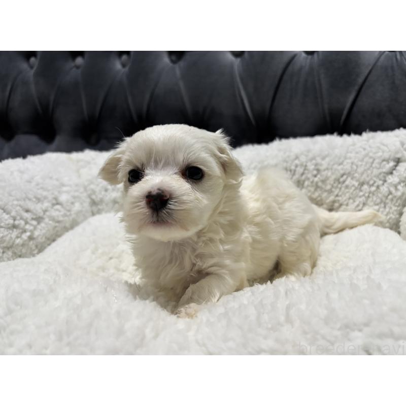 販売中の鹿児島県のミックス犬-434287の7枚目