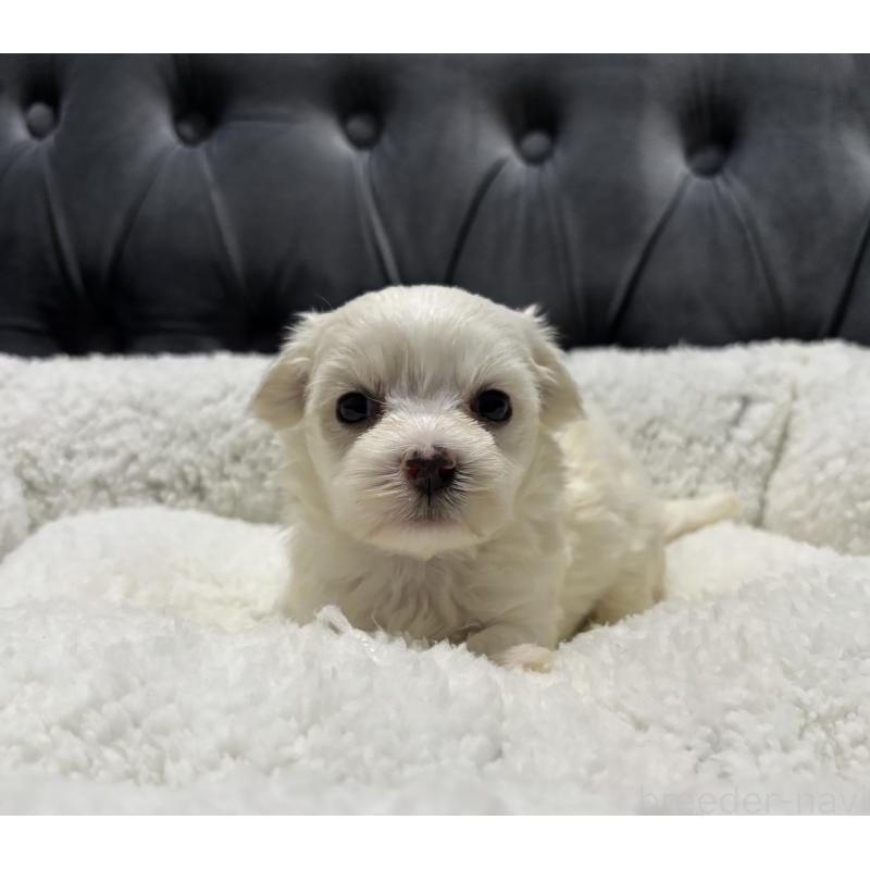 販売中の鹿児島県のミックス犬-434287の6枚目