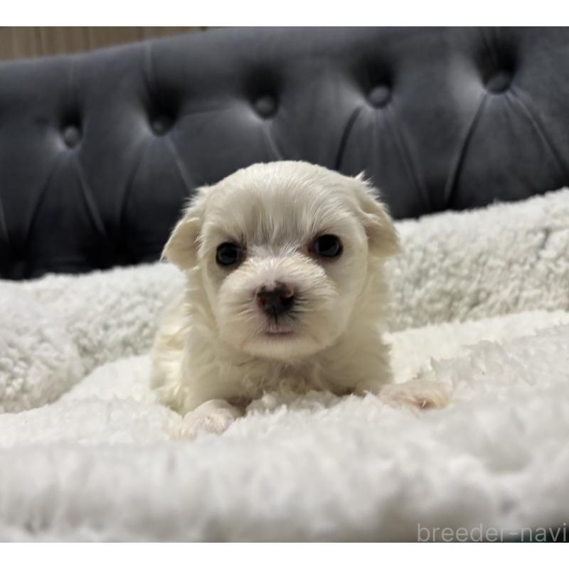 販売中の鹿児島県のミックス犬-434287の5枚目