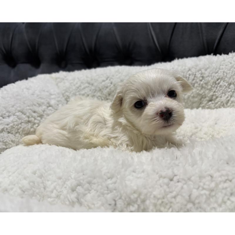 販売中の鹿児島県のミックス犬-434287の4枚目