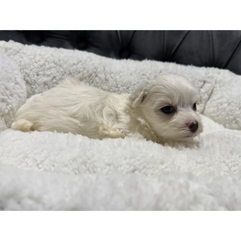 販売中の鹿児島県のミックス犬-434287の3枚目