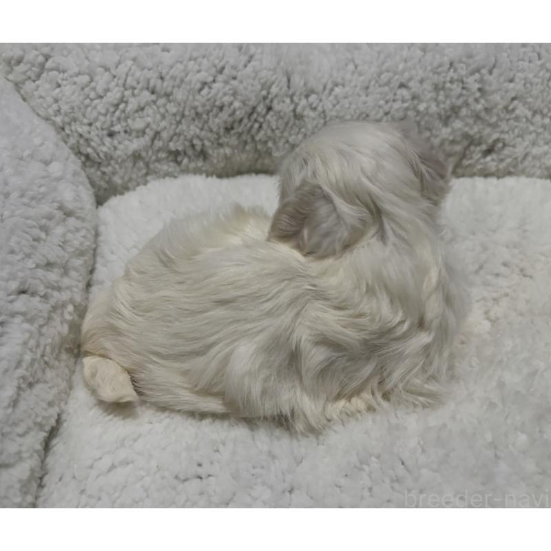 販売中の鹿児島県のミックス犬-434287の2枚目