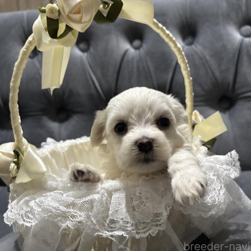 販売中の鹿児島県のミックス犬-434288の10枚目