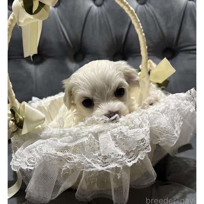 販売中の鹿児島県のミックス犬-434288の9枚目