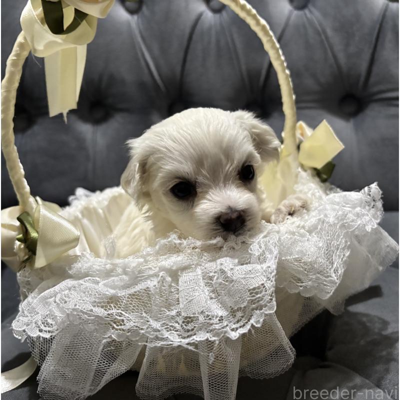 販売中の鹿児島県のミックス犬-434288の8枚目