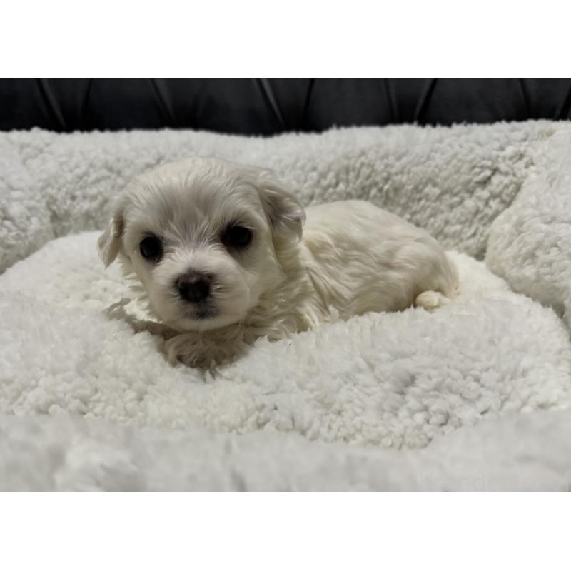 販売中の鹿児島県のミックス犬-434288の7枚目