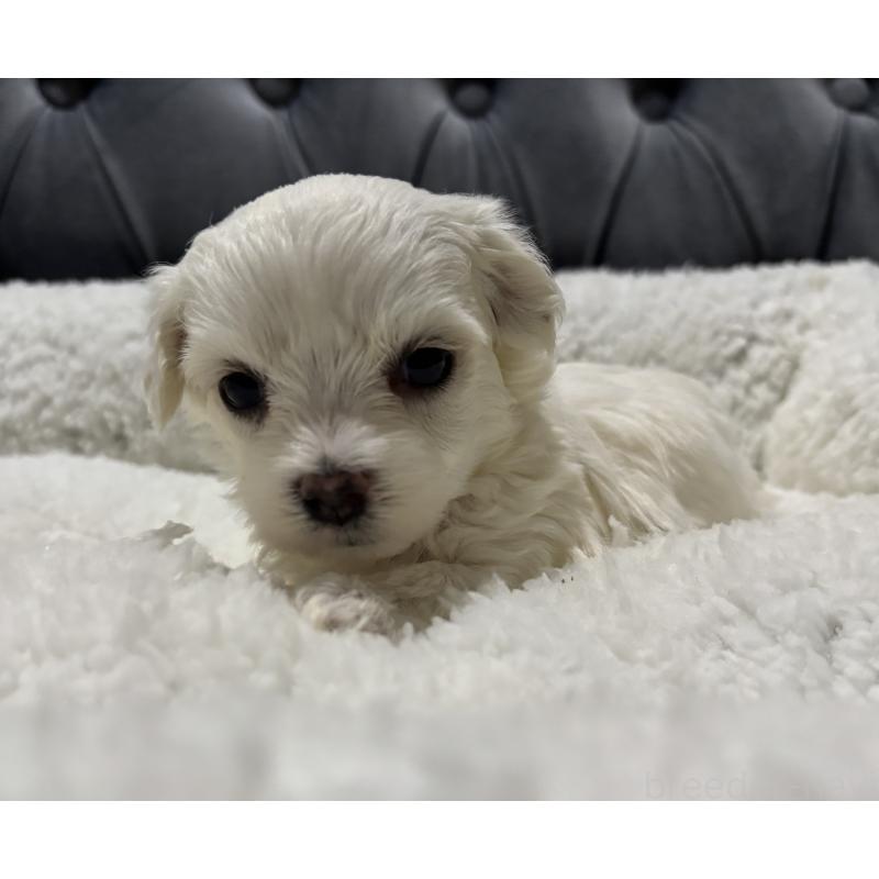 販売中の鹿児島県のミックス犬-434288の6枚目