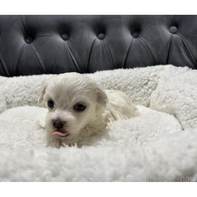 販売中の鹿児島県のミックス犬-434288の5枚目