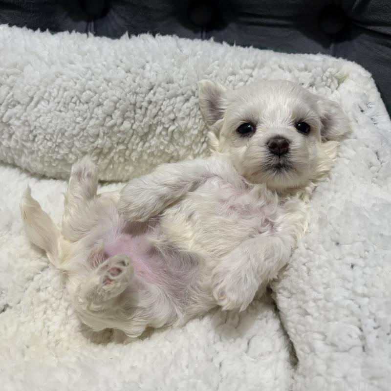 販売中の鹿児島県のミックス犬-434288の4枚目