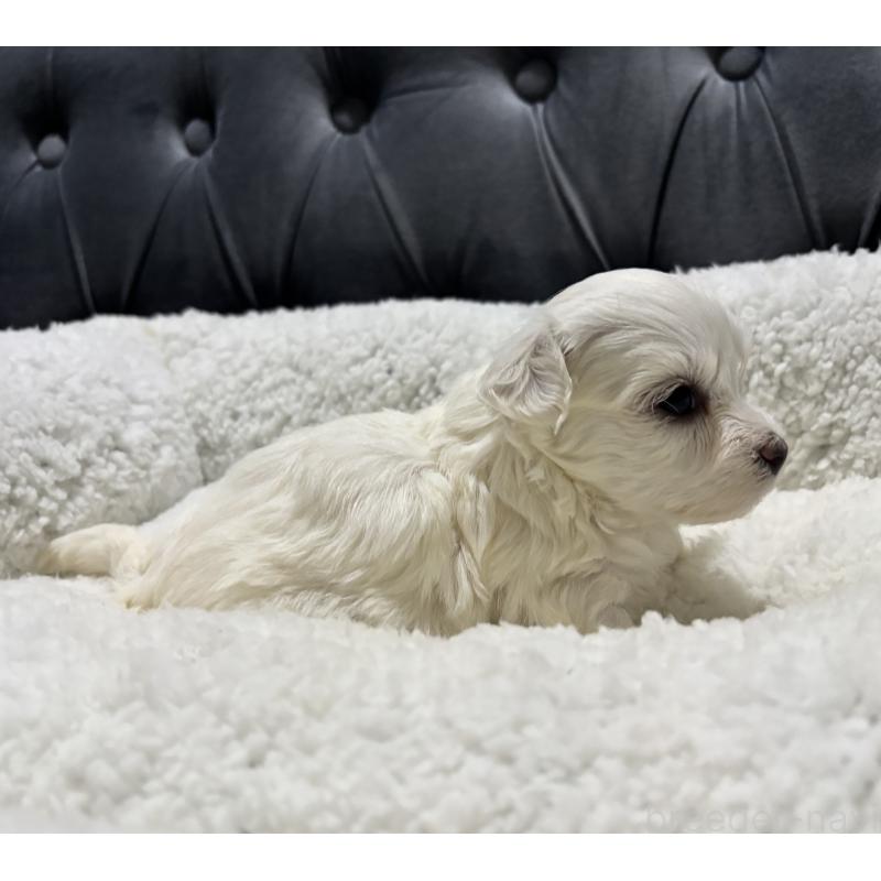 販売中の鹿児島県のミックス犬-434288の3枚目