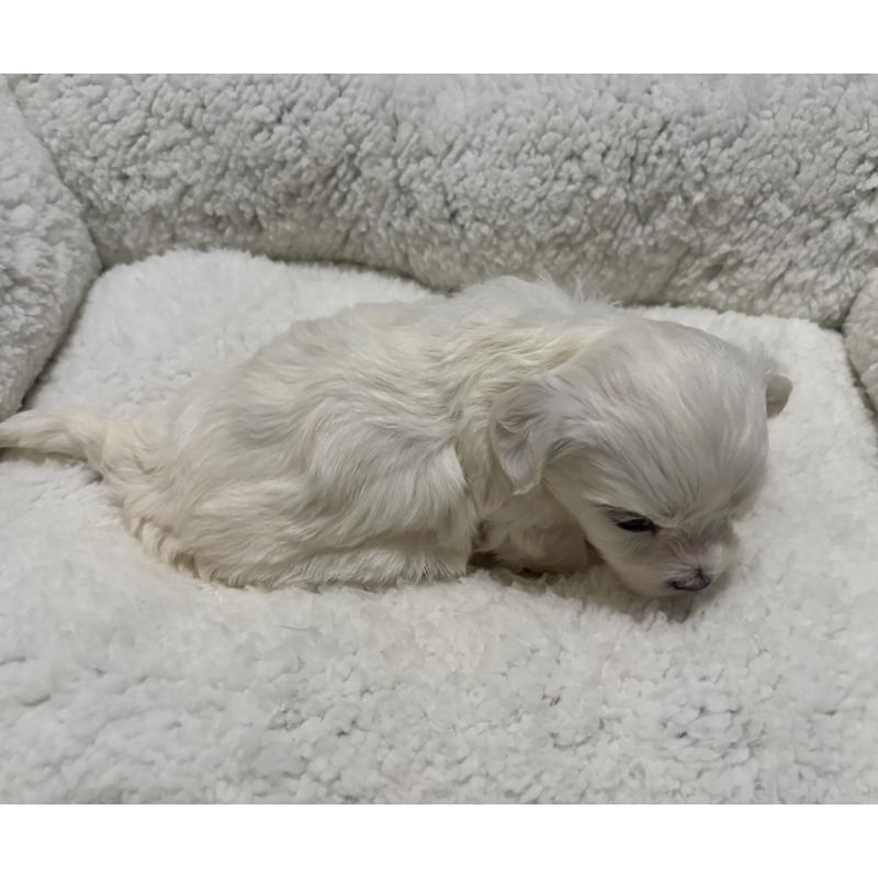 販売中の鹿児島県のミックス犬-434288の2枚目