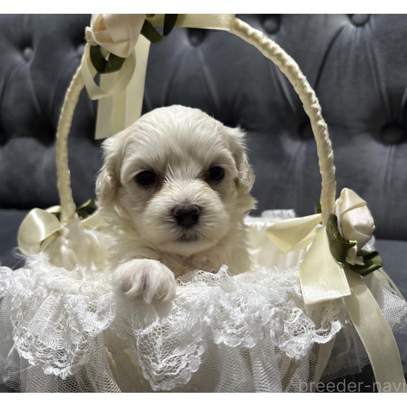 販売中の鹿児島県のミックス犬-434289の12枚目