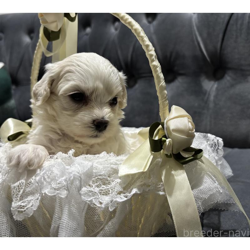 販売中の鹿児島県のミックス犬-434289の11枚目