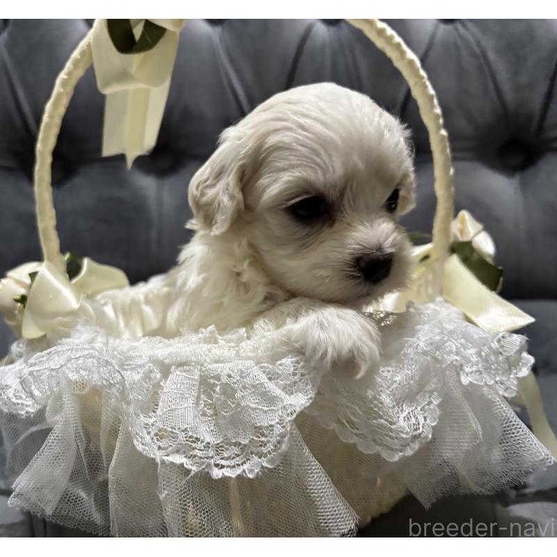 販売中の鹿児島県のミックス犬-434289の10枚目