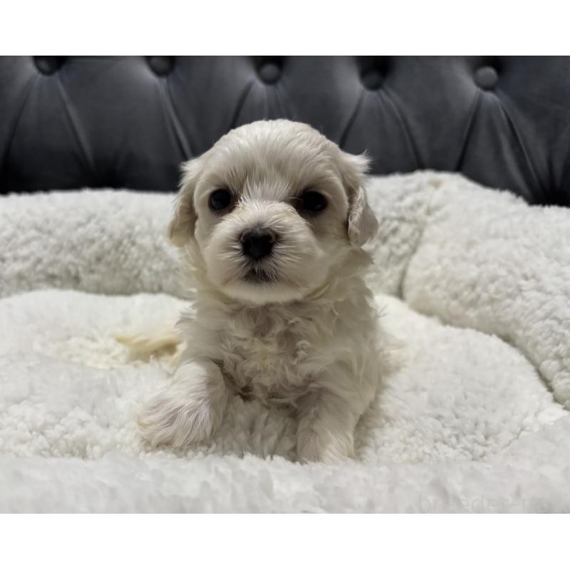 販売中の鹿児島県のミックス犬-434289の9枚目