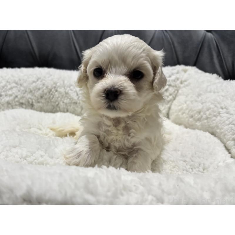 販売中の鹿児島県のミックス犬-434289の8枚目