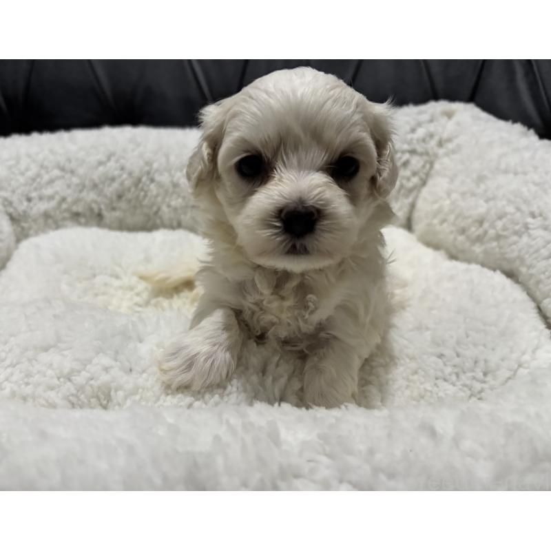 販売中の鹿児島県のミックス犬-434289の7枚目