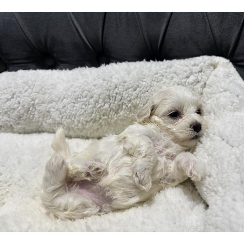 販売中の鹿児島県のミックス犬-434289の6枚目