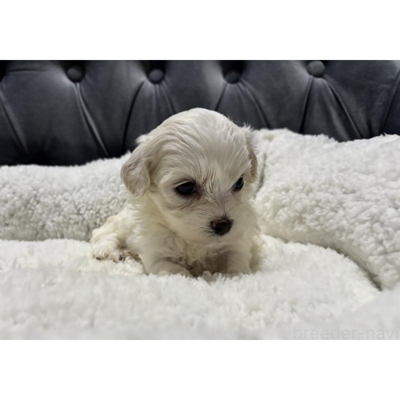 販売中の鹿児島県のミックス犬-434289の5枚目