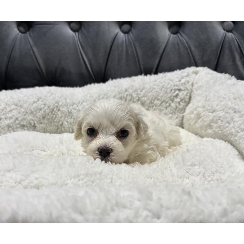 販売中の鹿児島県のミックス犬-434289の4枚目