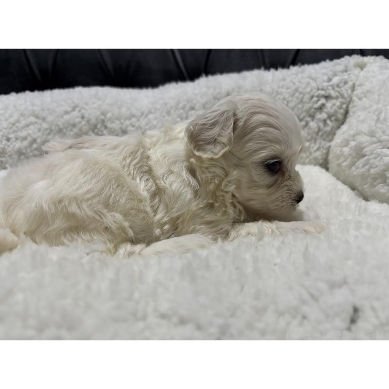 販売中の鹿児島県のミックス犬-434289の3枚目