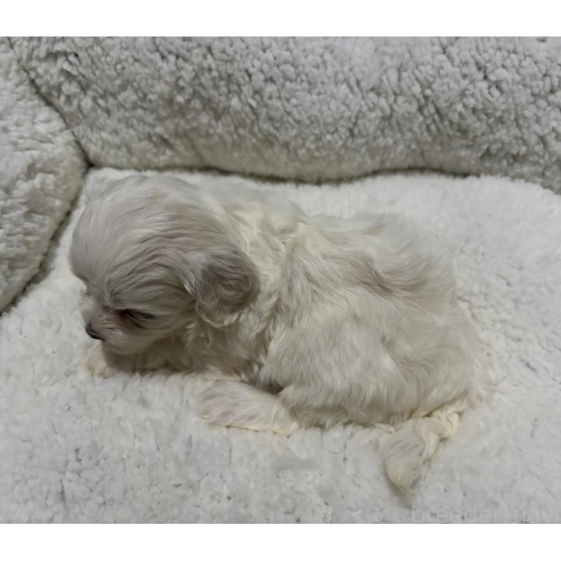 販売中の鹿児島県のミックス犬-434289の2枚目