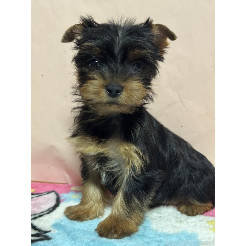 販売中の広島県のヨークシャーテリア-434117